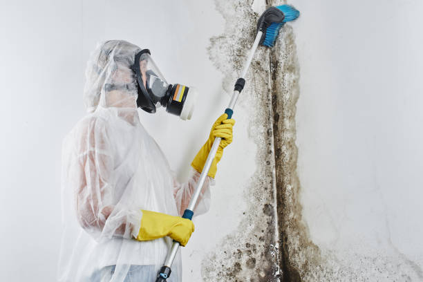 Attic Mold Removal in West Hazleton, PA