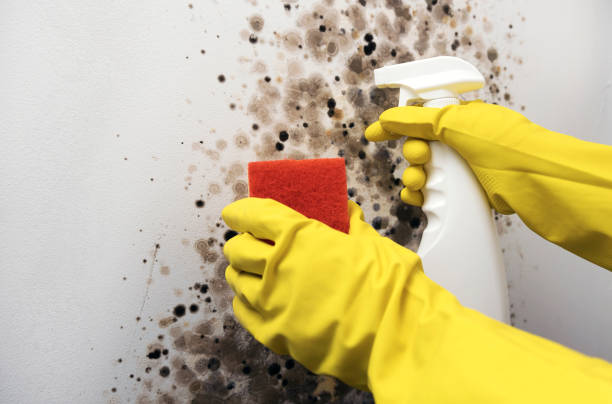 Best Attic Mold Removal  in West Hazleton, PA