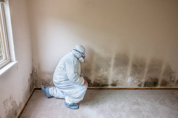 Best Mold Removal Company Near Me  in West Hazleton, PA