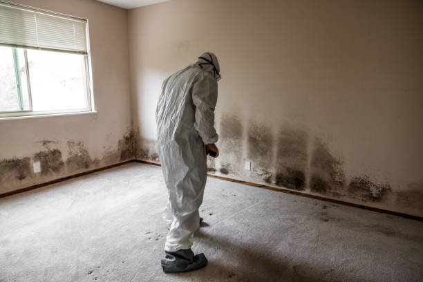 Best Mold Cleaning Services  in West Hazleton, PA