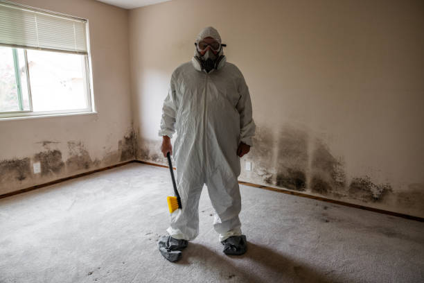 Best Mold Removal and Inspection  in West Hazleton, PA