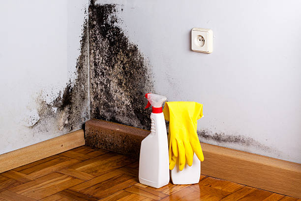 Best Mold Remediation Experts  in West Hazleton, PA