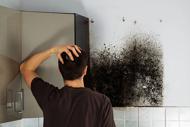 Mold Testing and Removal in West Hazleton, PA