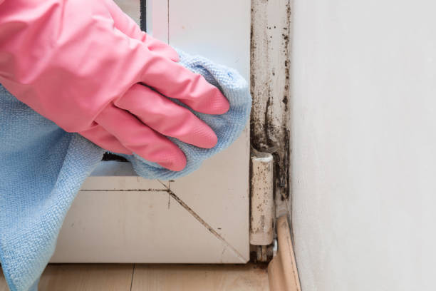 Trusted West Hazleton, PA Mold Removal Experts